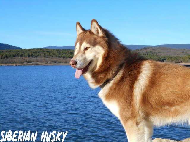 Most best sale beautiful husky